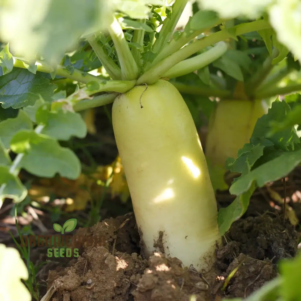 Tillage Radish Seeds - Premium Quality For Planting Success And Soil Health