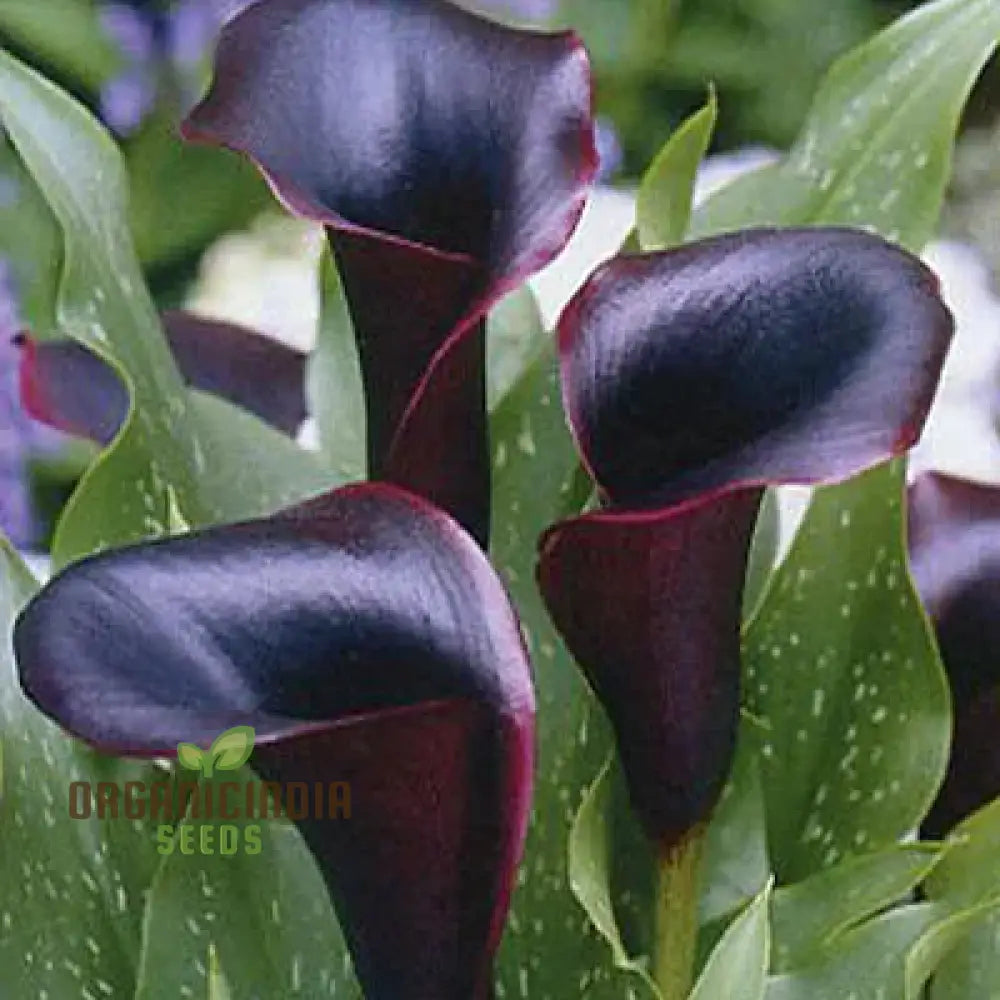 Timeless Beauty Calla Lily Bulbs For Your Outdoor Haven(3 Planting)