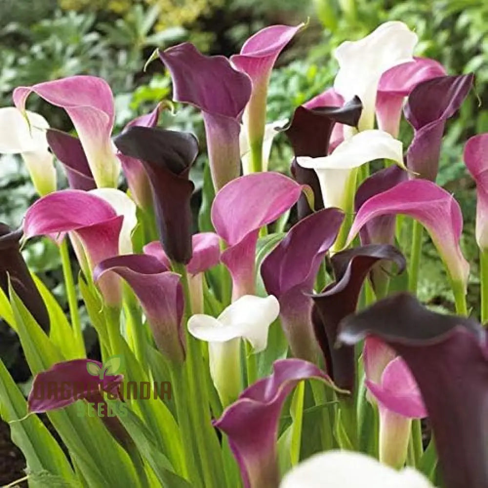 Timeless Beauty Calla Lily Bulbs For Your Outdoor Haven(3 Planting)