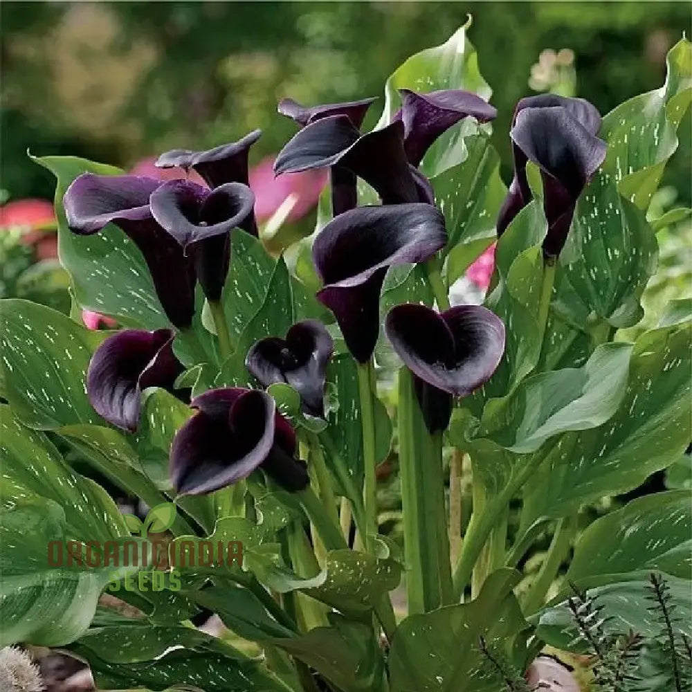 Timeless Beauty Calla Lily Bulbs For Your Outdoor Haven(3 Planting)