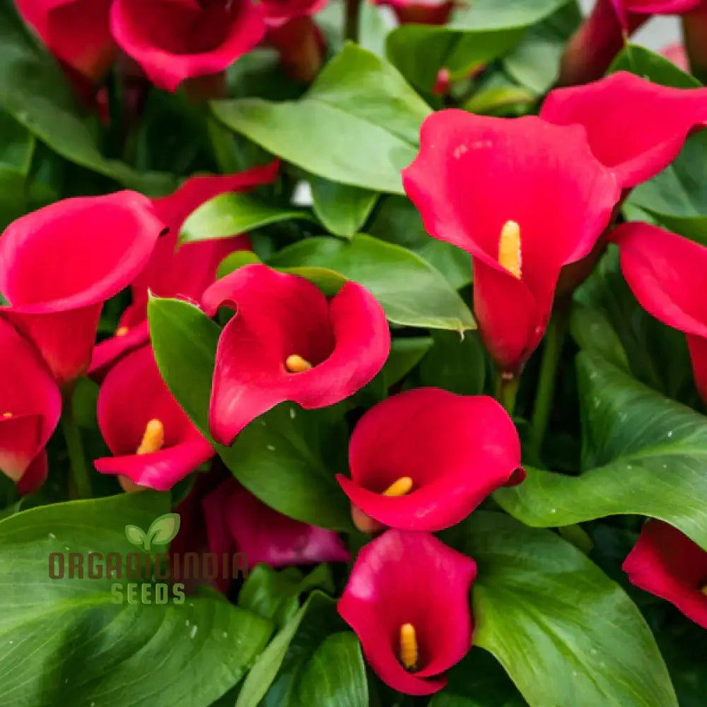 Timeless Beauty Calla Lily Bulbs For Your Outdoor Haven(3 Planting) Red