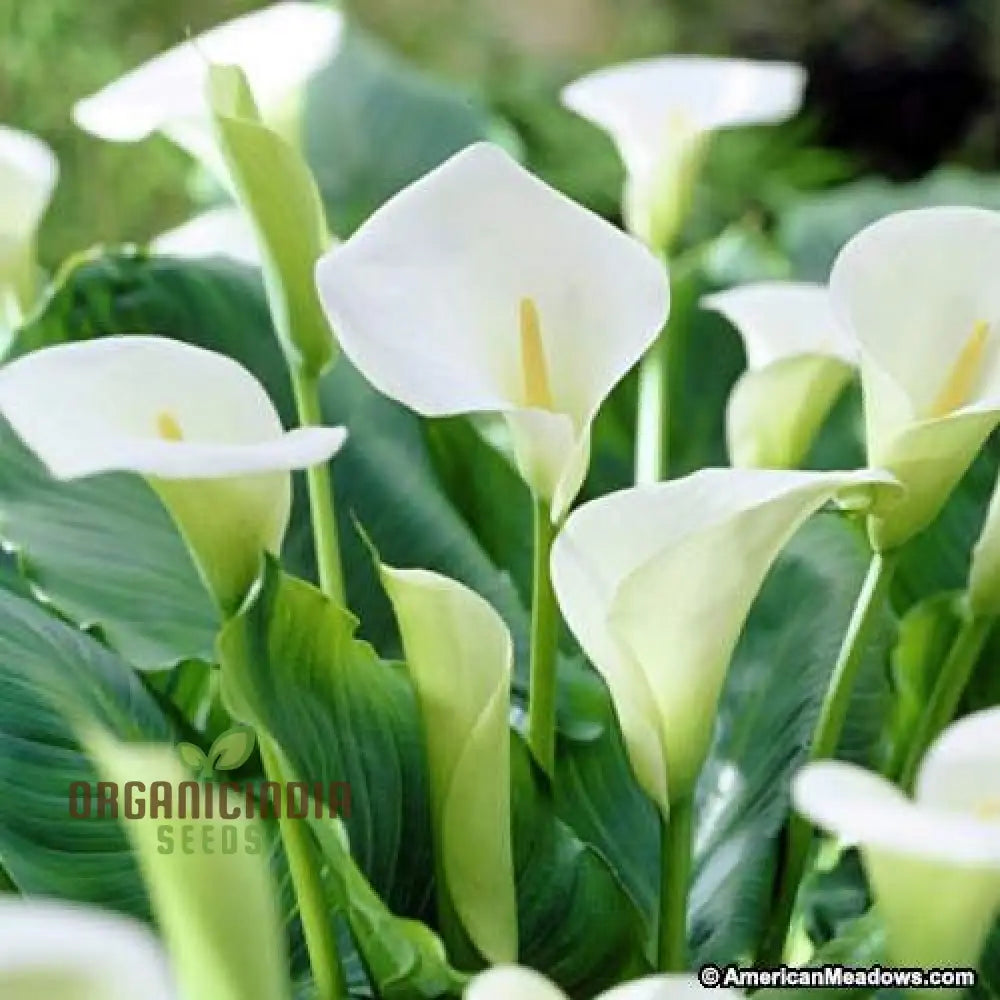 Timeless Beauty Calla Lily Bulbs For Your Outdoor Haven(3 Planting) White