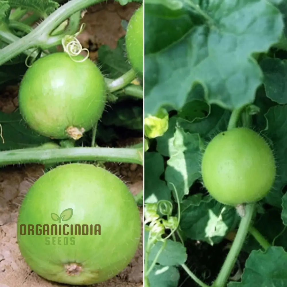 Tinda Indian Round Gourd Seeds - Grow Your Own Delicious And Nutritious Gourds