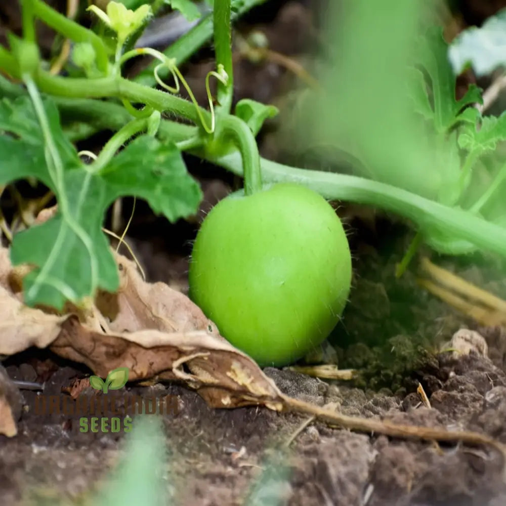 Tinda Indian Round Gourd Seeds - Grow Your Own Delicious And Nutritious Gourds