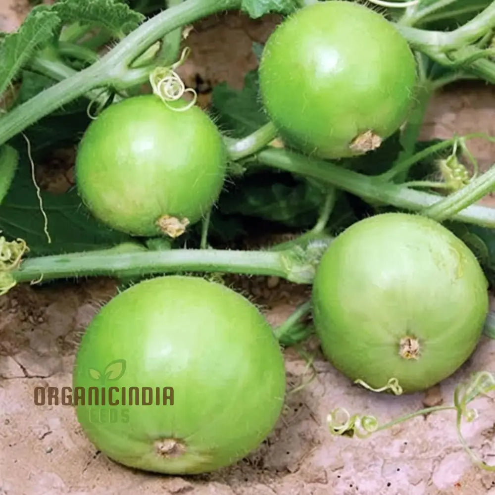 Tinda Indian Round Gourd Seeds - Grow Your Own Delicious And Nutritious Gourds