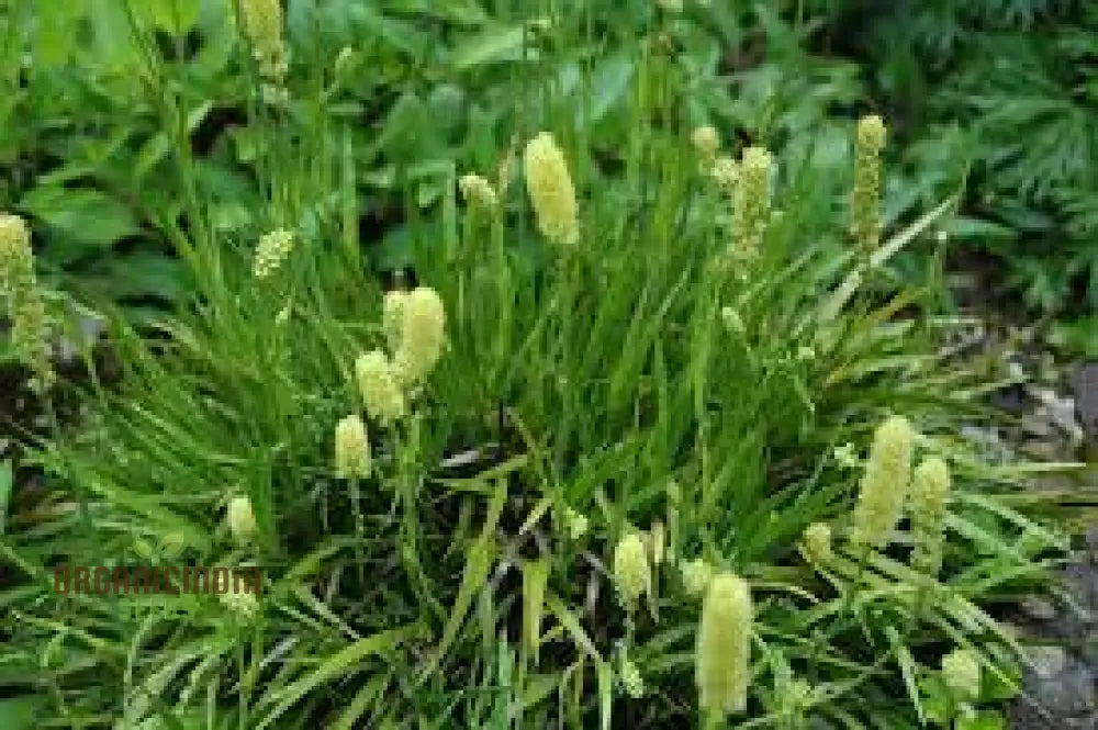 Tofieldia Calyculata Seeds For Gardening Enthusiasts | Exotic Collection