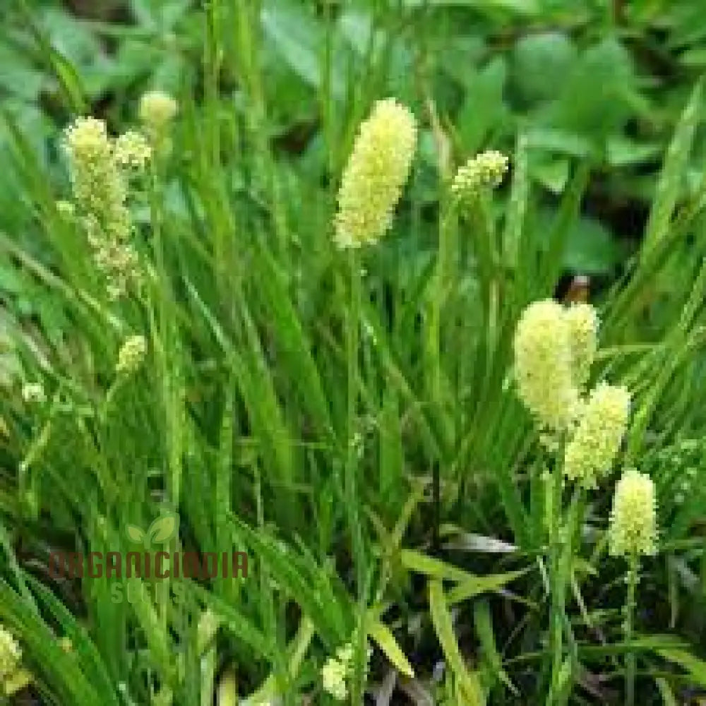 Tofieldia Calyculata Seeds For Gardening Enthusiasts | Exotic Collection