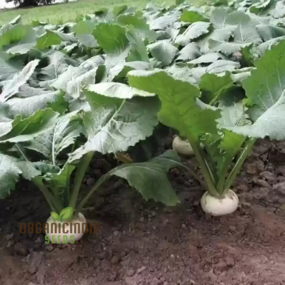 Tokyo Cross Turnip Vegetable Seeds Premium Quality For Crisp Sweet Turnips Ideal Home Garden