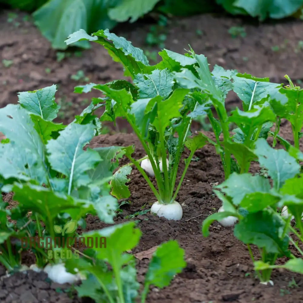 Tokyo Cross Turnip Vegetable Seeds Premium Quality For Crisp Sweet Turnips Ideal Home Garden