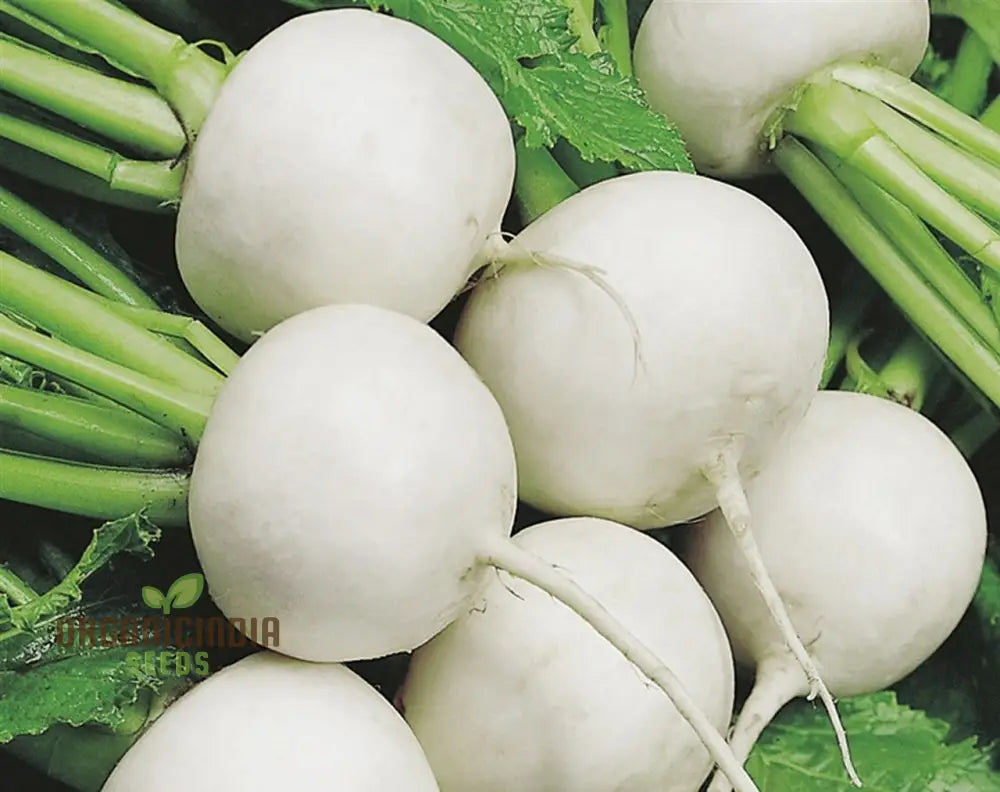 Tokyo Cross Turnip Vegetable Seeds Premium Quality For Crisp Sweet Turnips Ideal Home Garden