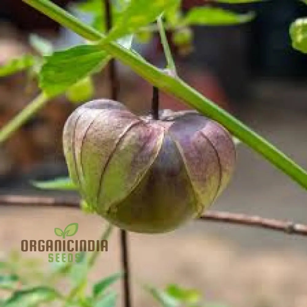 Tomatillo ’De Milpa’ Seeds For Home Gardening - Heirloom Vegetable Salsa Verde & Mexican Cuisine