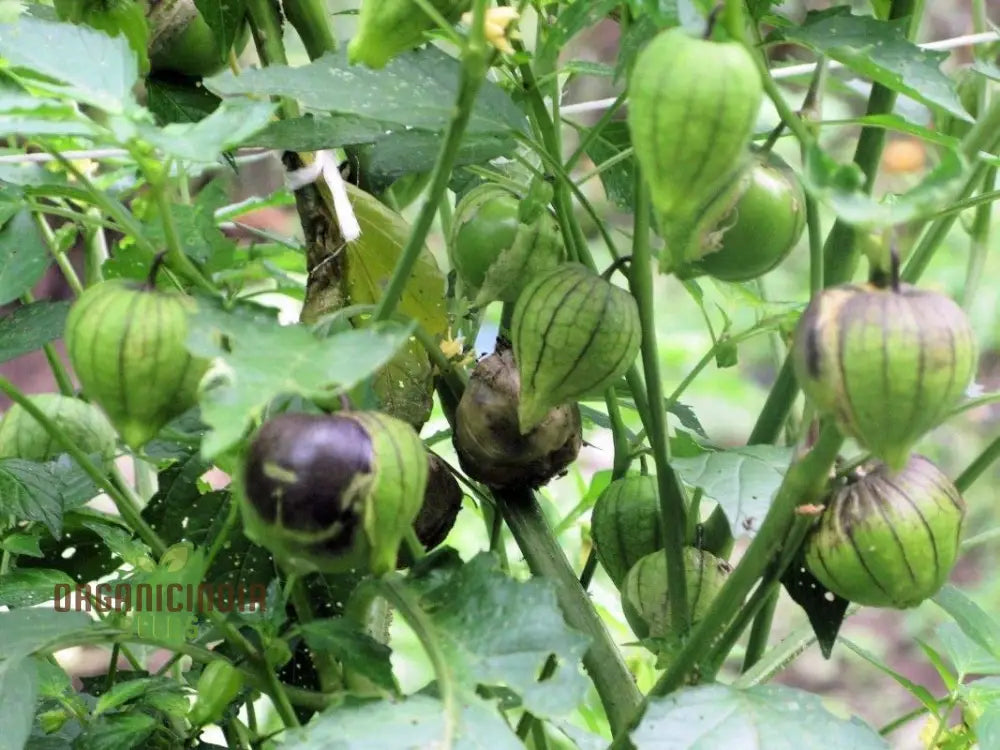 Tomatillo ’De Milpa’ Seeds For Home Gardening - Heirloom Vegetable Salsa Verde & Mexican Cuisine