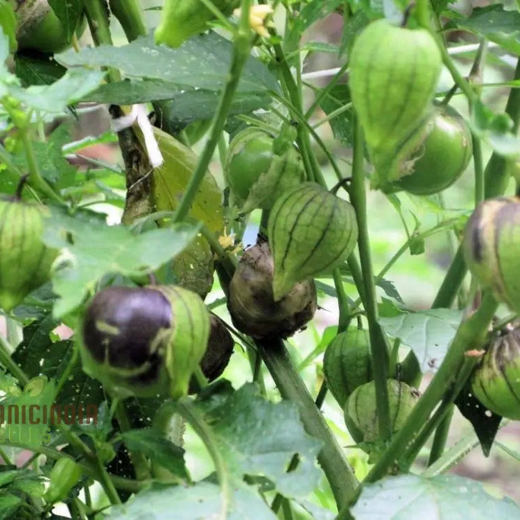 Tomatillo â€™De Milpaâ€™ Seeds For Home Gardening - Heirloom Vegetable Salsa Verde & Mexican Cuisine