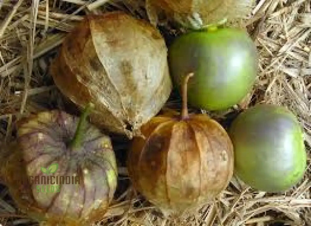 Tomatillo ’De Milpa’ Seeds For Home Gardening - Heirloom Vegetable Salsa Verde & Mexican Cuisine