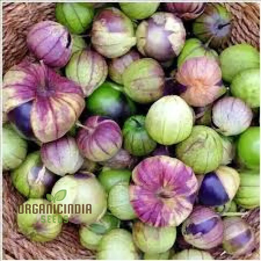 Tomatillo ’De Milpa’ Seeds For Home Gardening - Heirloom Vegetable Salsa Verde & Mexican Cuisine