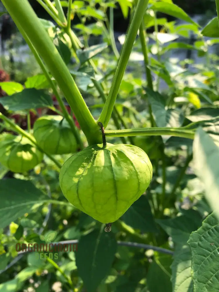 Tomatillo Verde Vegetable Seeds For A Versatile And Flavorful Addition To Your Garden