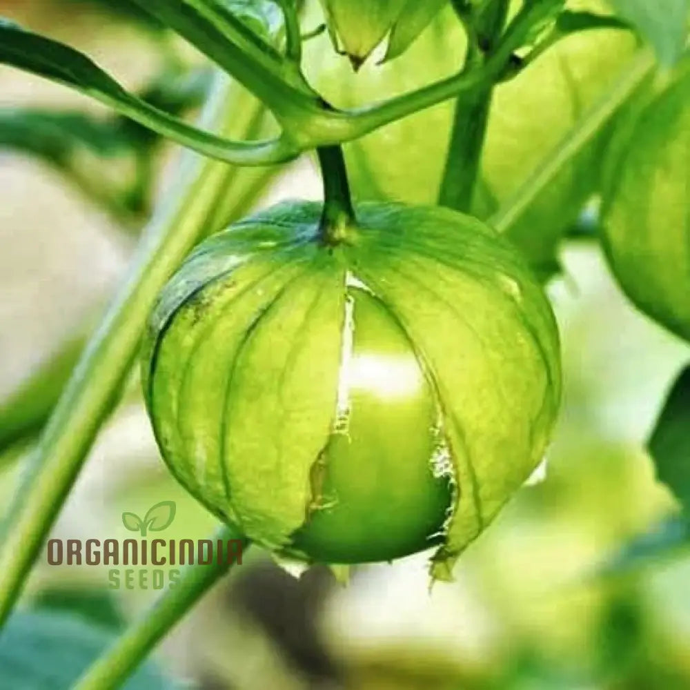 Tomatillo Verde Vegetable Seeds For A Versatile And Flavorful Addition To Your Garden