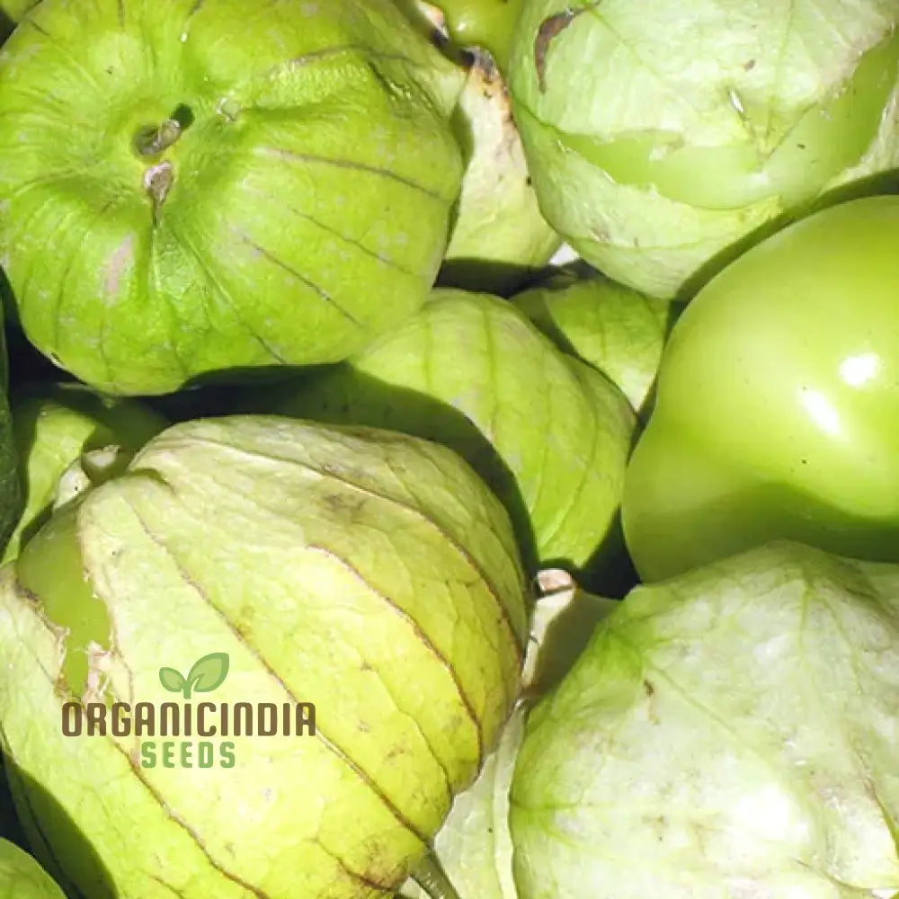 Tomatillo Verde Vegetable Seeds For A Versatile And Flavorful Addition To Your Garden