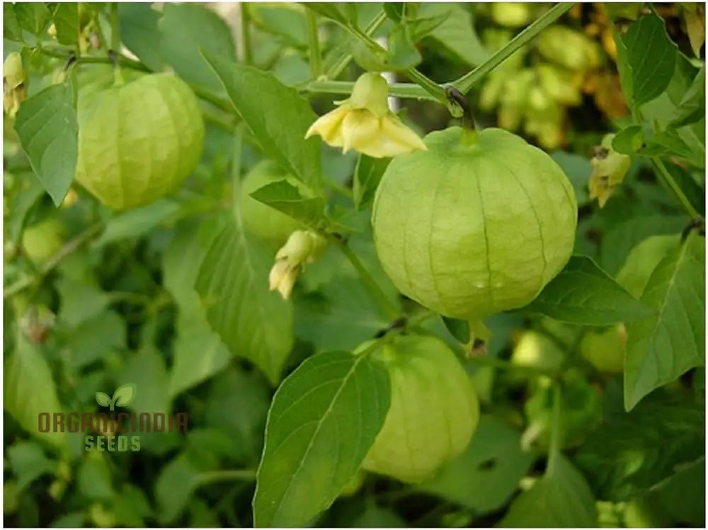 Tomatillo Verde Vegetable Seeds For A Versatile And Flavorful Addition To Your Garden