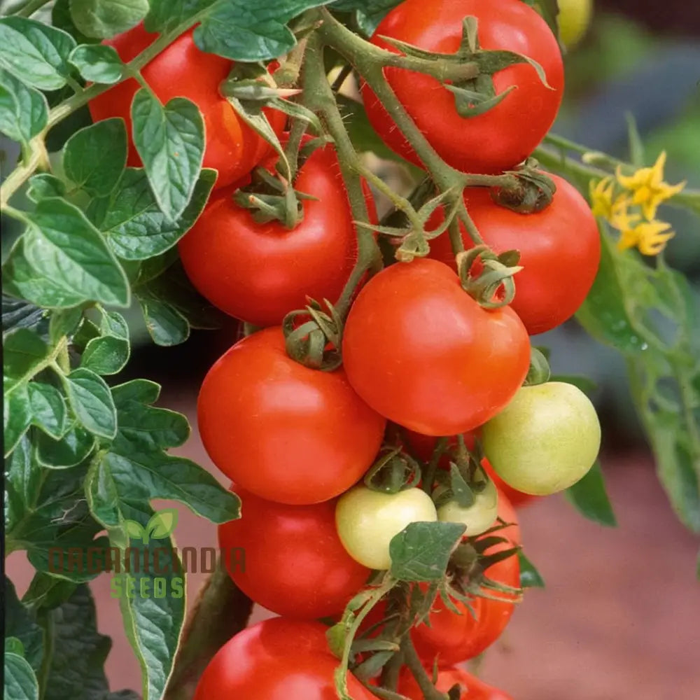 Tomato Alicante Seeds - Grow Classic And Flavorful Tomatoes In Your Garden