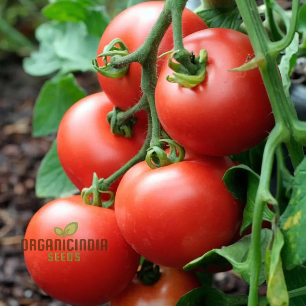 Tomato Alicante Seeds - Grow Classic And Flavorful Tomatoes In Your Garden