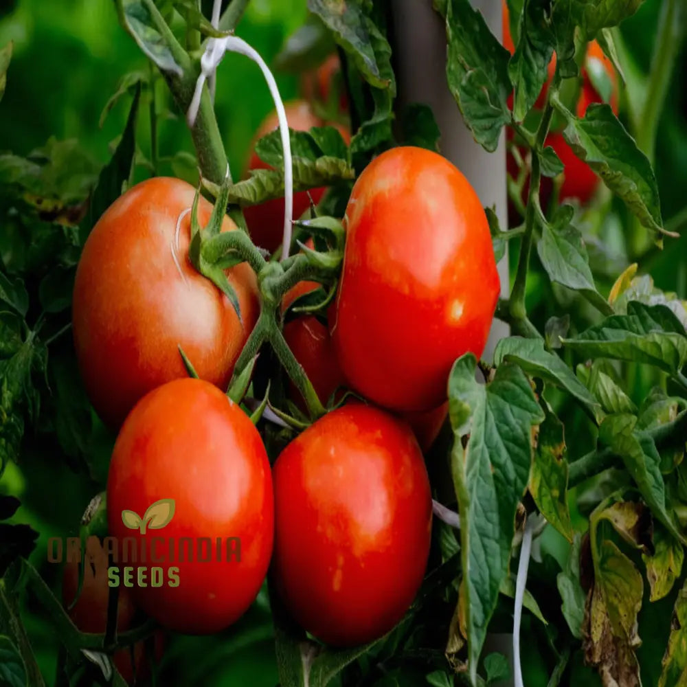 Tomato Alicante Seeds - Grow Classic And Flavorful Tomatoes In Your Garden