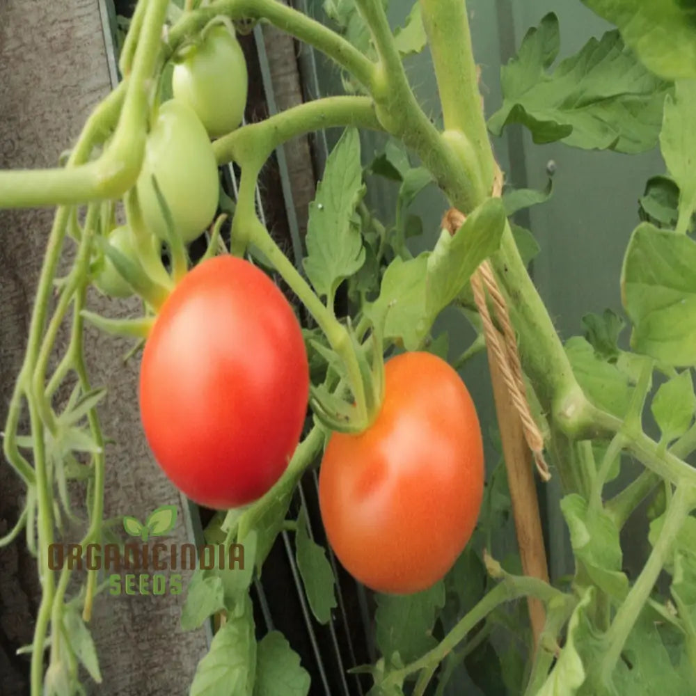 Tomato Alicante Seeds - Grow Classic And Flavorful Tomatoes In Your Garden