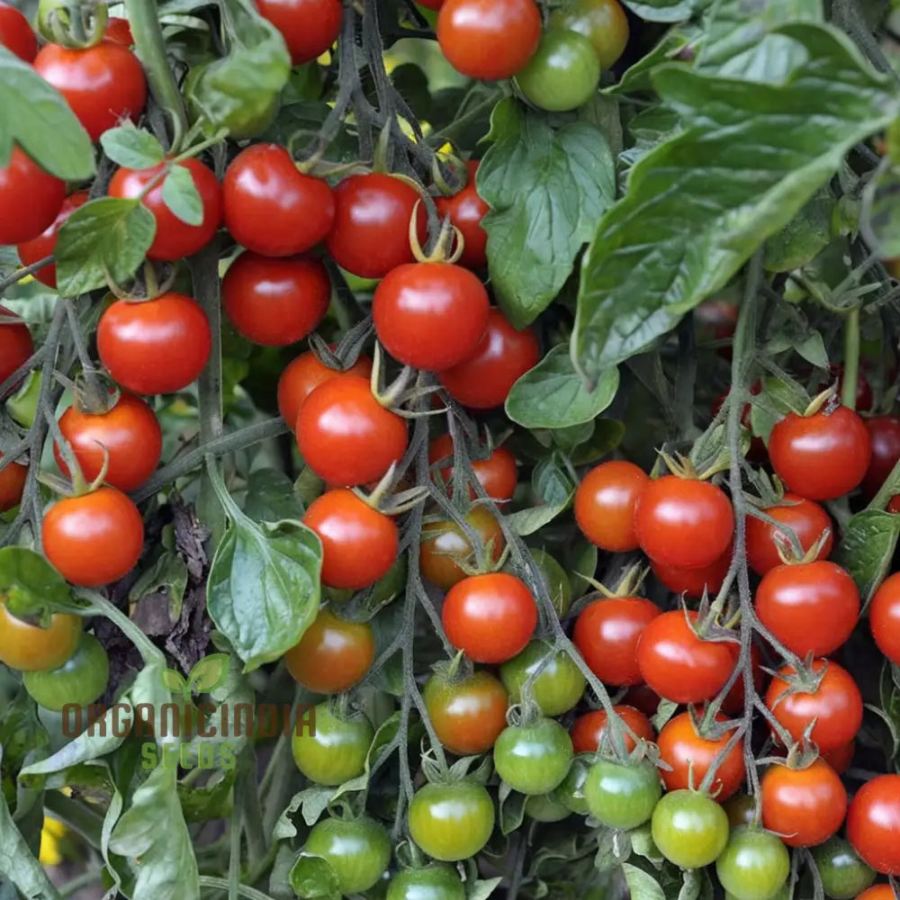 Tomato Alicante Seeds - Grow Classic And Flavorful Tomatoes In Your Garden