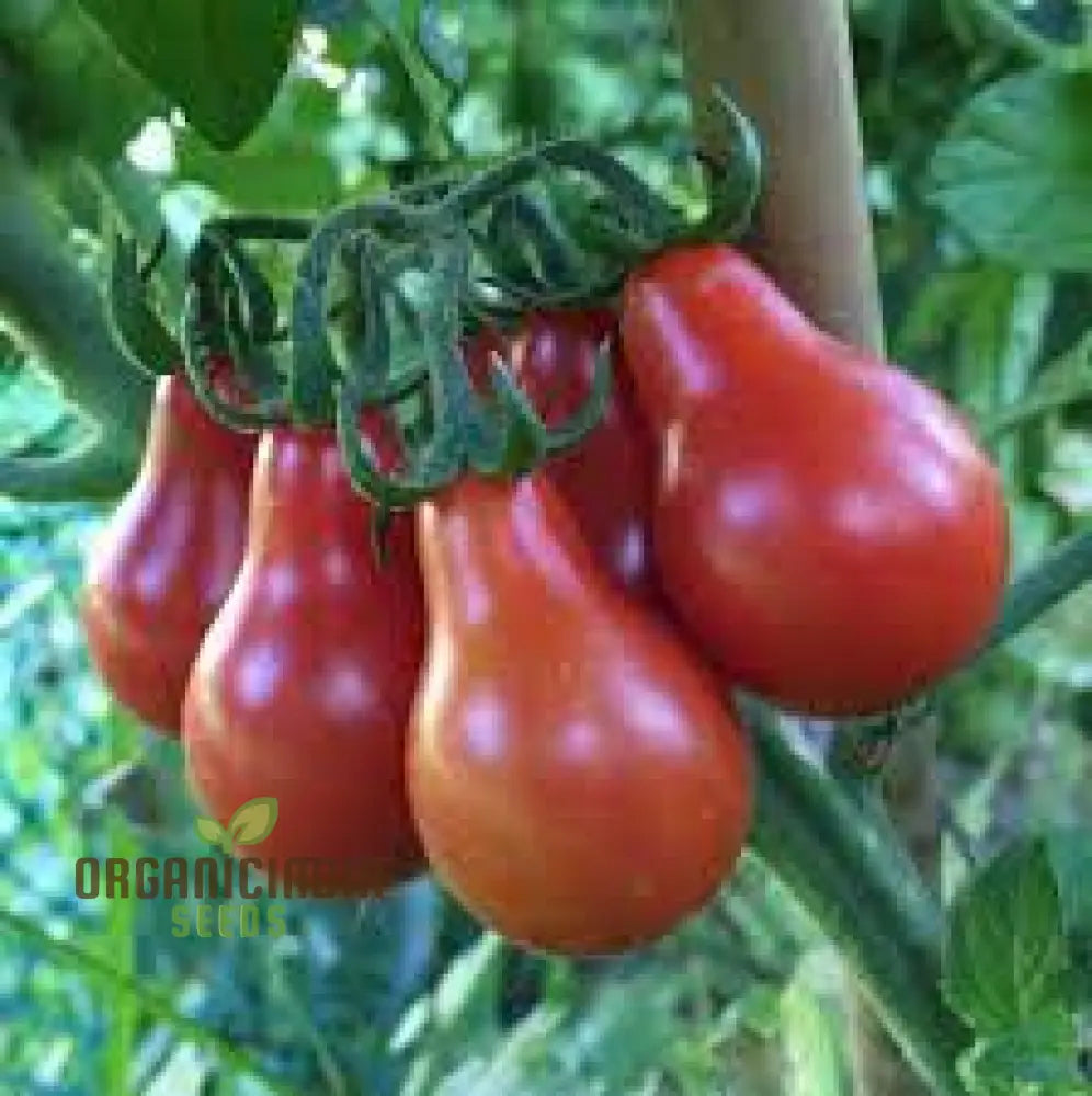 Tomato Austin’s Red Pear Seeds - Premium For Gardening