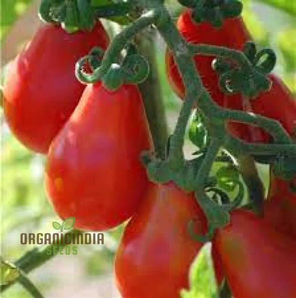 Tomato Austinâ€™s Red Pear Seeds - Premium For Gardening