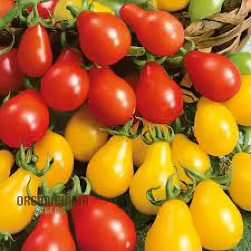 Tomato Austin’s Red Pear Seeds - Premium For Gardening