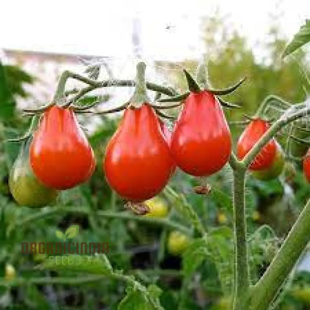 Tomato Austin’s Red Pear Seeds - Premium For Gardening