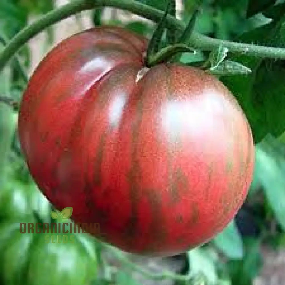 Tomato Berkley Tie Dye Seeds For Your Garden | Organic Gardening