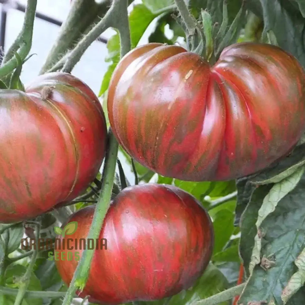 Tomato Berkley Tie Dye Seeds For Your Garden | Organic Gardening