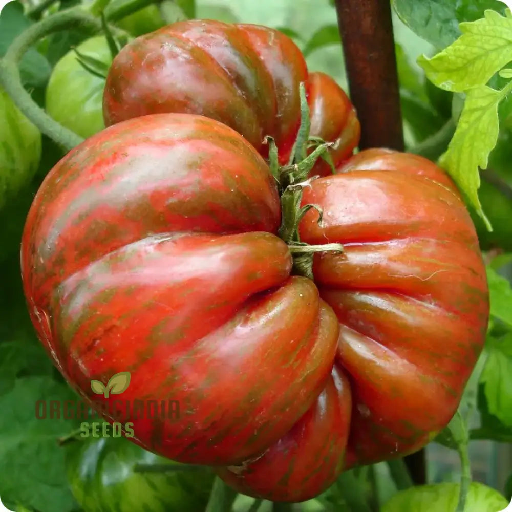 Tomato Berkley Tie Dye Seeds For Your Garden | Organic Gardening