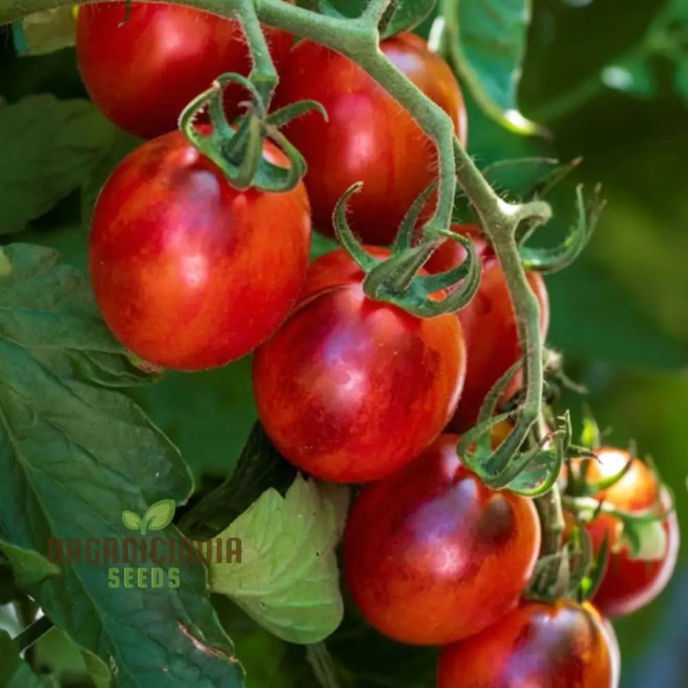 Tomato Black Moon Vegetable Seeds Premium Grow Your Own Delicious Garden