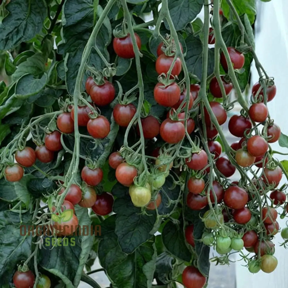 Tomato Black Moon Vegetable Seeds Premium Grow Your Own Delicious Garden