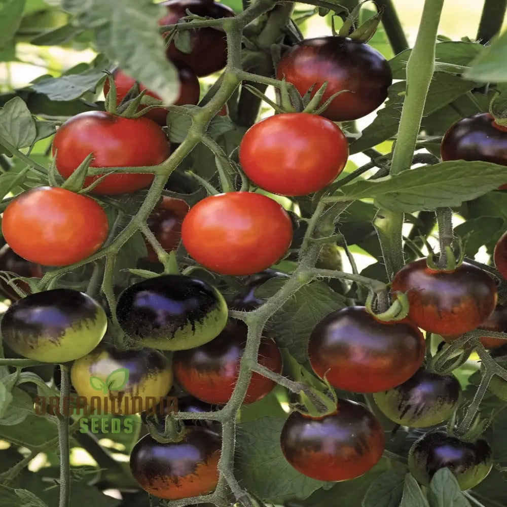 Tomato Black Moon Vegetable Seeds Premium Grow Your Own Delicious Garden