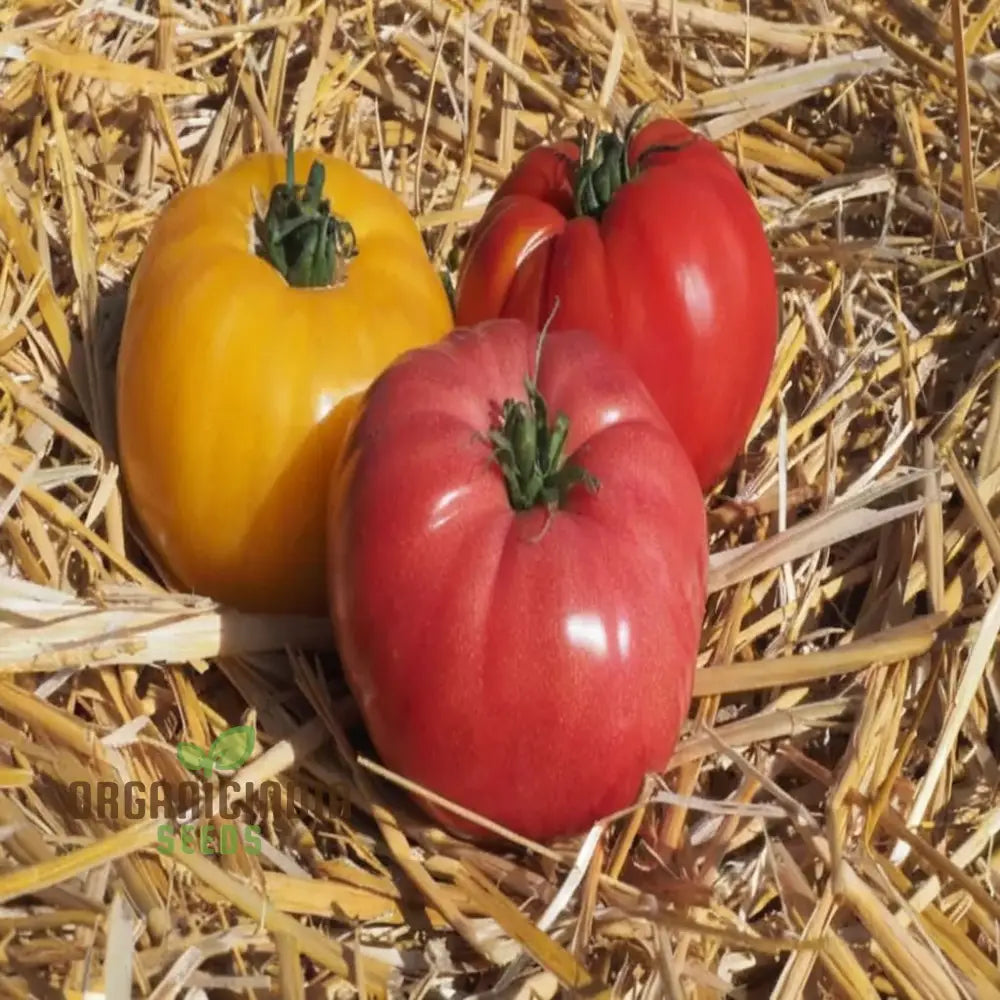 Tomato Buffalosun Vegetable Seeds High Yield Heirloom Variety Perfect For Juicy Slicing And Salads