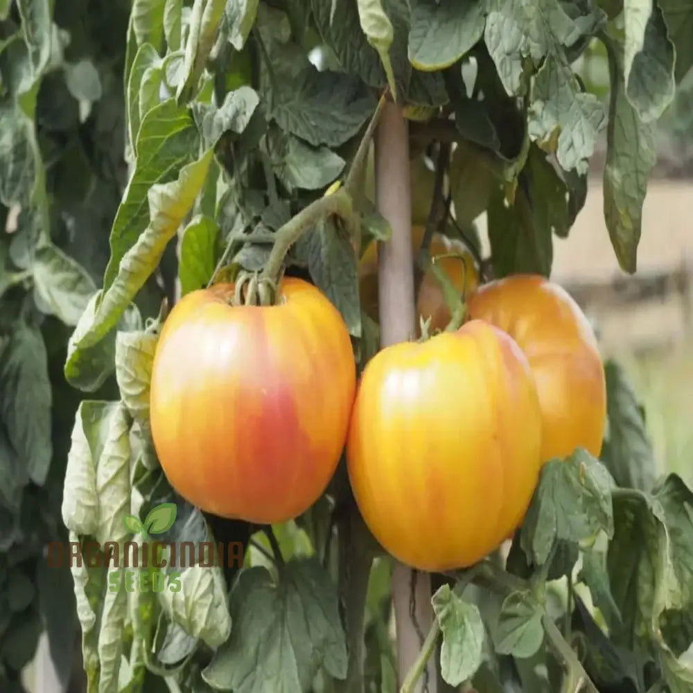 Tomato Buffalosun Vegetable Seeds High Yield Heirloom Variety Perfect For Juicy Slicing And Salads