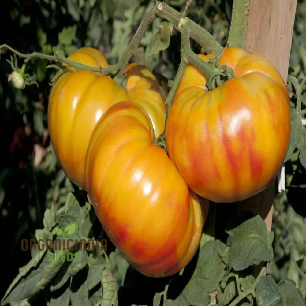 Tomato Buffalosun Vegetable Seeds High Yield Heirloom Variety Perfect For Juicy Slicing And Salads