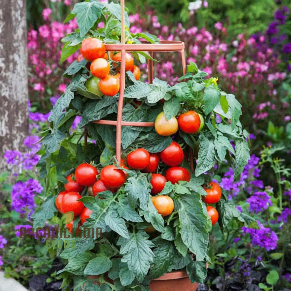 Tomato Buffalosun Vegetable Seeds High Yield Heirloom Variety Perfect For Juicy Slicing And Salads