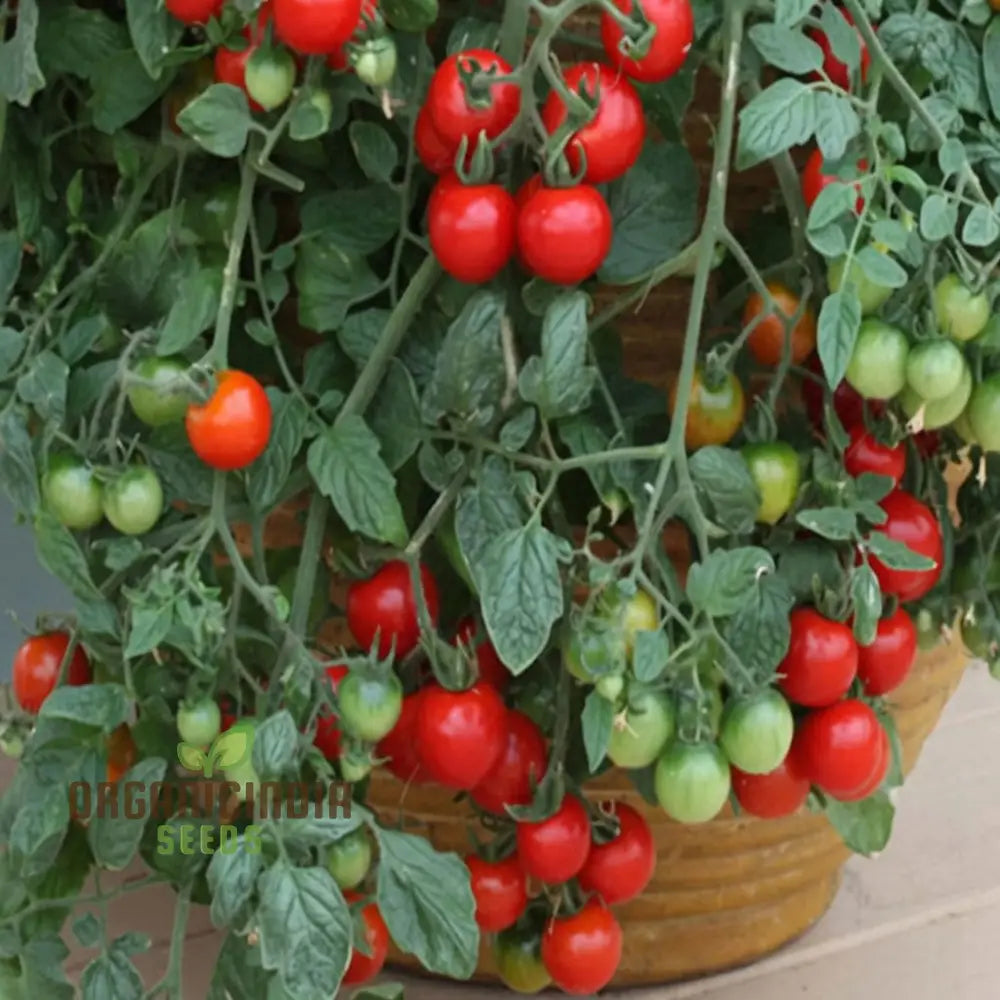 Tomato Cherry Falls Seeds Compact Growth Abundant Yield Perfect For Hanging Baskets Vegetable