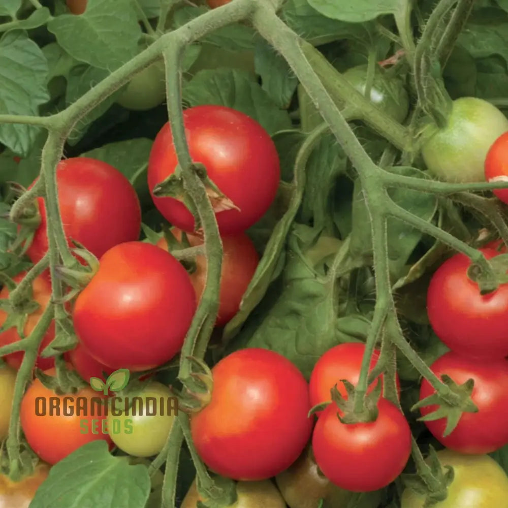 Tomato Cherry Falls Seeds Compact Growth Abundant Yield Perfect For Hanging Baskets Vegetable