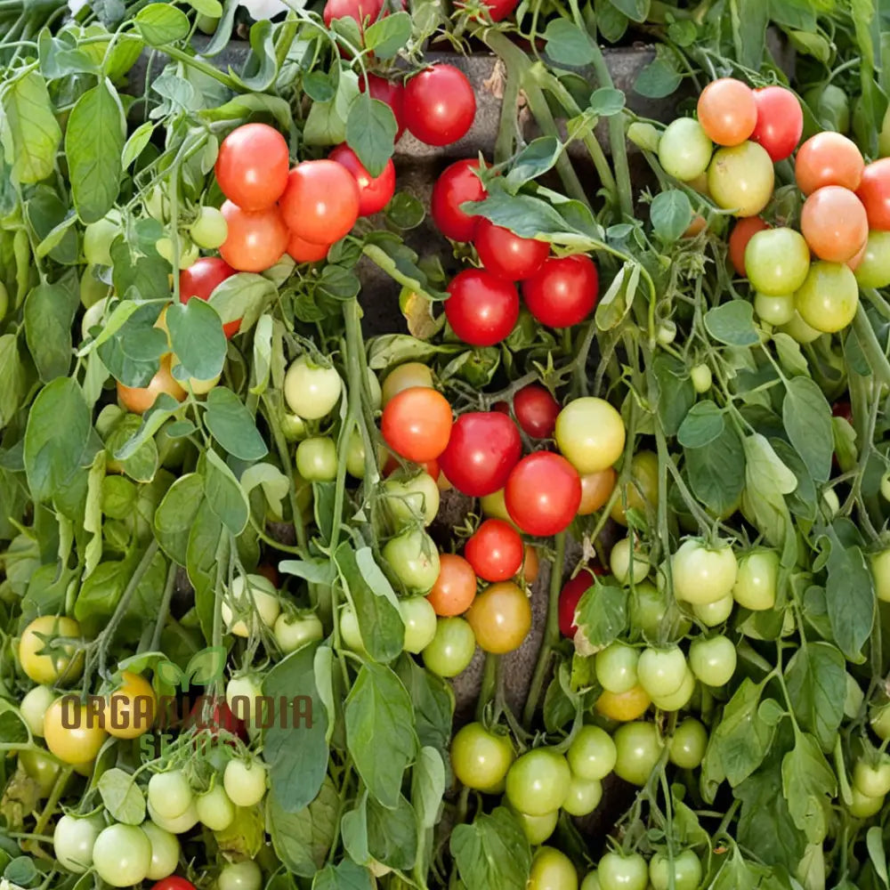 Tomato Cherry Falls Seeds Compact Growth Abundant Yield Perfect For Hanging Baskets Vegetable