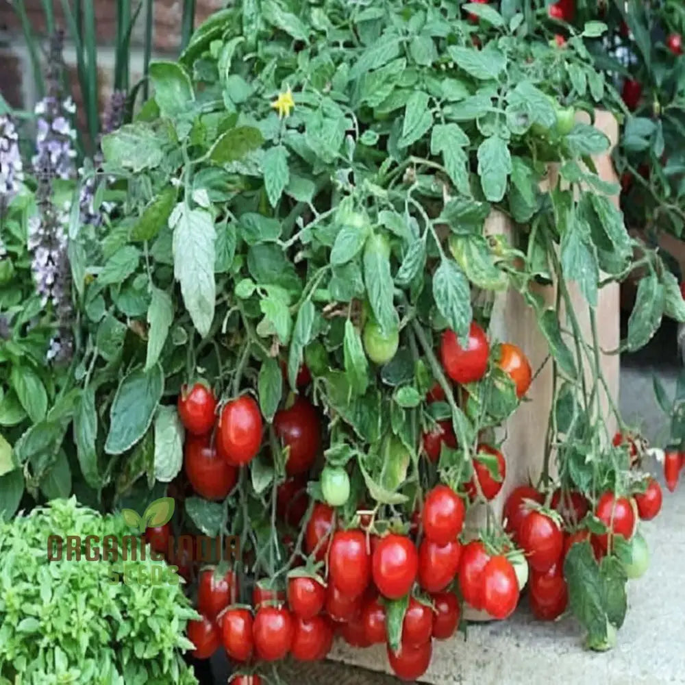 Tomato Cherry Falls Seeds Compact Growth Abundant Yield Perfect For Hanging Baskets Vegetable