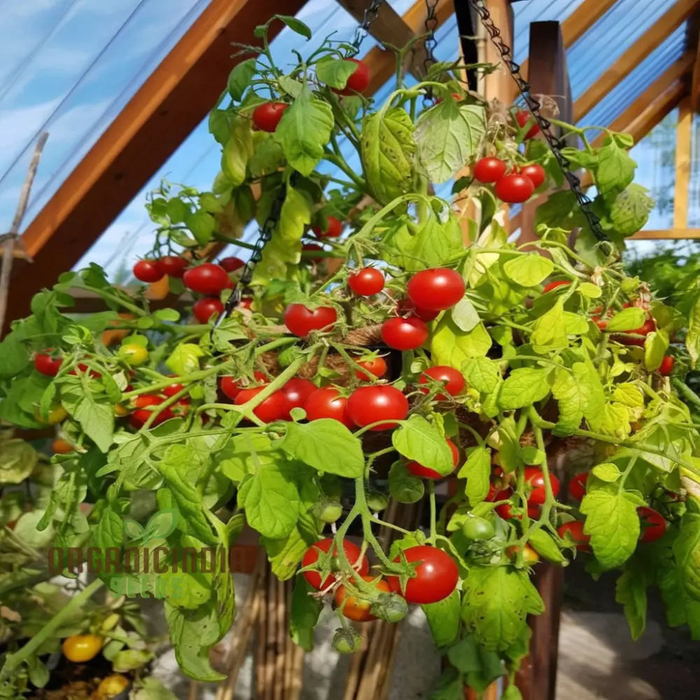 Tomato Cherry Falls Seeds Compact Growth Abundant Yield Perfect For Hanging Baskets Vegetable