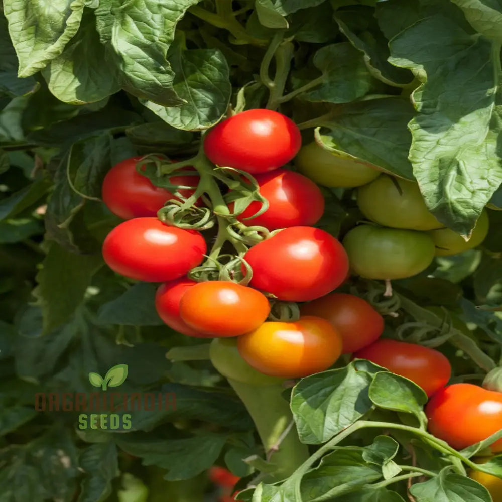 Tomato Cocktail Crush Seeds - Grow Juicy And Sweet Cherry Tomatoes In Your Garden