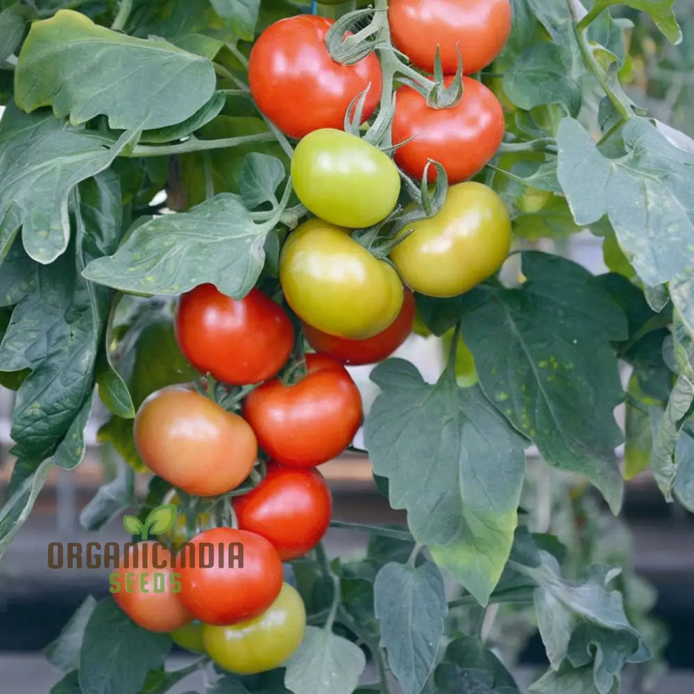 Tomato Cocktail Crush Seeds - Grow Juicy And Sweet Cherry Tomatoes In Your Garden