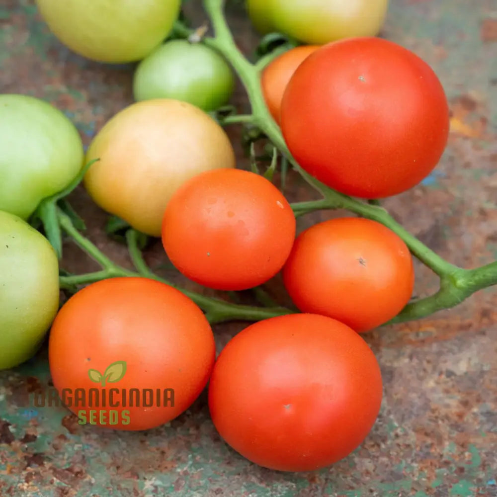 Tomato Cocktail Crush Seeds - Grow Juicy And Sweet Cherry Tomatoes In Your Garden